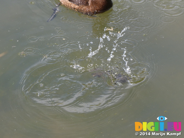 FZ005878 Tufted duckling (Aythya fuligula) diving